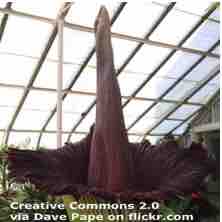 An ESL lesson on Corpse Flower  - Thousands wait for foul smell of corpse flower 