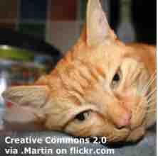 An ESL lesson on Ginger Cats  - Scientists find why most ginger cats are male