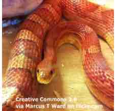 An ESL lesson on Snakes  - Snake 'pee crystals' could help treat kidney stones