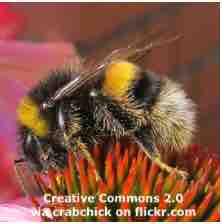 An ESL lesson on Bees  - New 'Lucifer' bee with devil-like horns found 