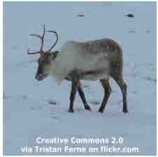An ESL lesson on Reindeer  - 'Santa's reindeer' are being hunted by wolves 