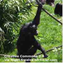 An ESL lesson on Risky Behaviour  - Risk-taking in young chimps and teens is similar 