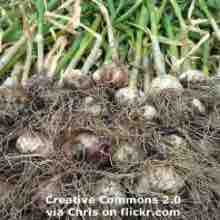 An ESL lesson on Fertilizer  - War in Middle East creating fertilizer shortages