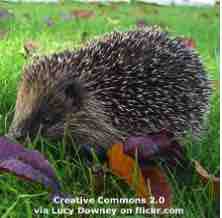 An ESL lesson on Hedgehogs  - Robot lawn mowers are a danger to hedgehogs 