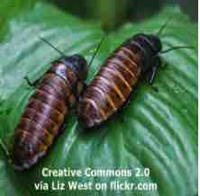 An ESL lesson on Cockroaches  - Thousands of hissing cockroaches seized in Australia