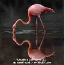 An ESL lesson on Flamingo Revolution  - 'Flamingo Revolution' protestors clash with police