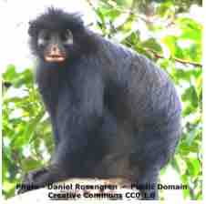 An ESL lesson on Likweli Monkeys  - New species of monkey found in Congo rainforest