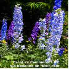 An ESL lesson on Toxic Flowers  - Deadly flowers could help create new medicines